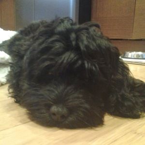 Meet your Posher, Barbara